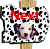 Taylor Ranch Kennels