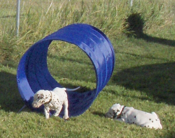 Taylor Ranch Kennels