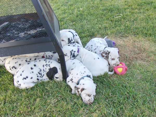 Taylor Ranch Kennels