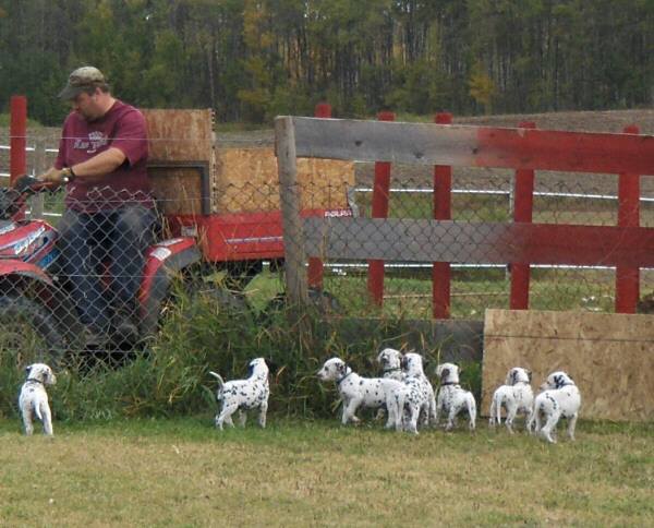 Taylor Ranch Kennels