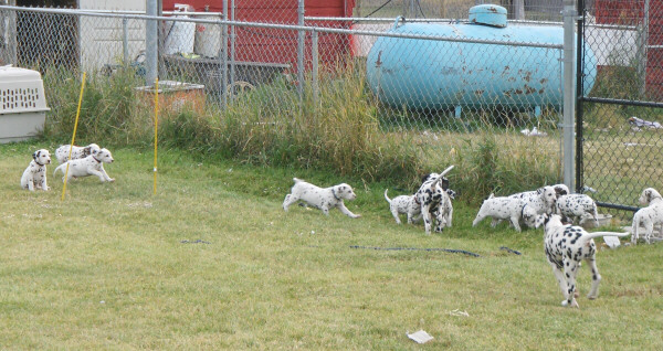 Taylor Ranch Kennels