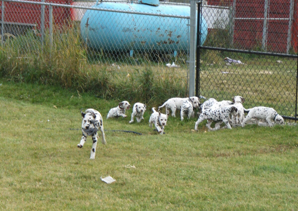 Taylor Ranch Kennels