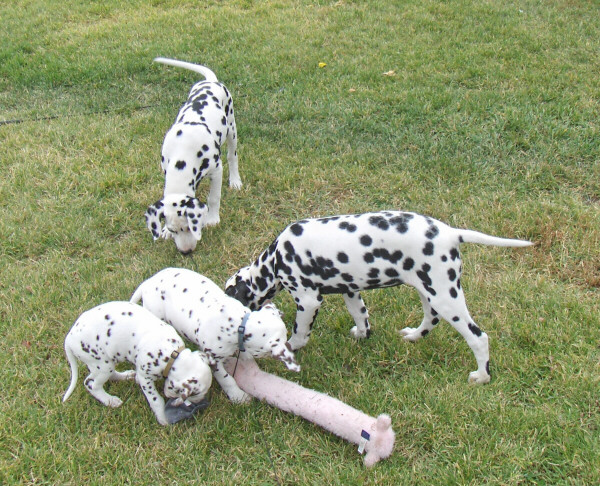 Taylor Ranch Kennels