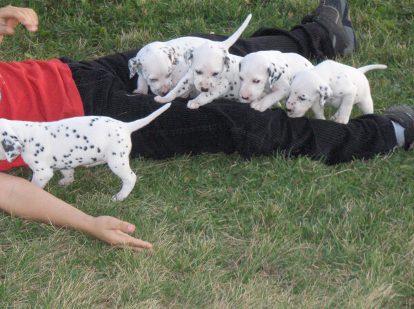 Taylor Ranch Kennels