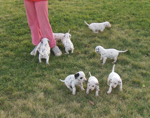 Taylor Ranch Kennels
