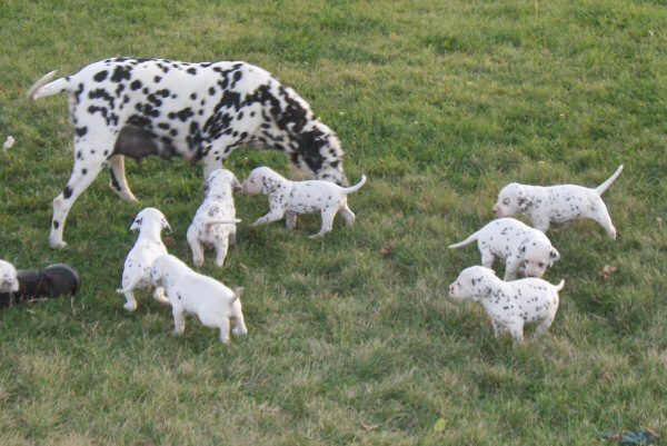Taylor Ranch Kennels