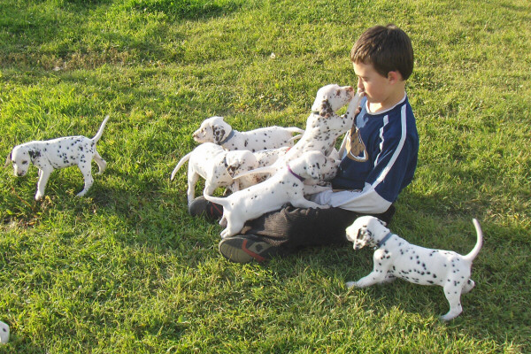 Taylor Ranch Kennels